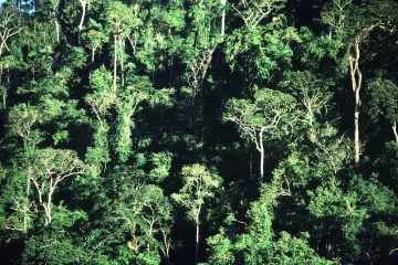 Mata Atlântica concentra 57% dos brasileiros em apenas 15% do país